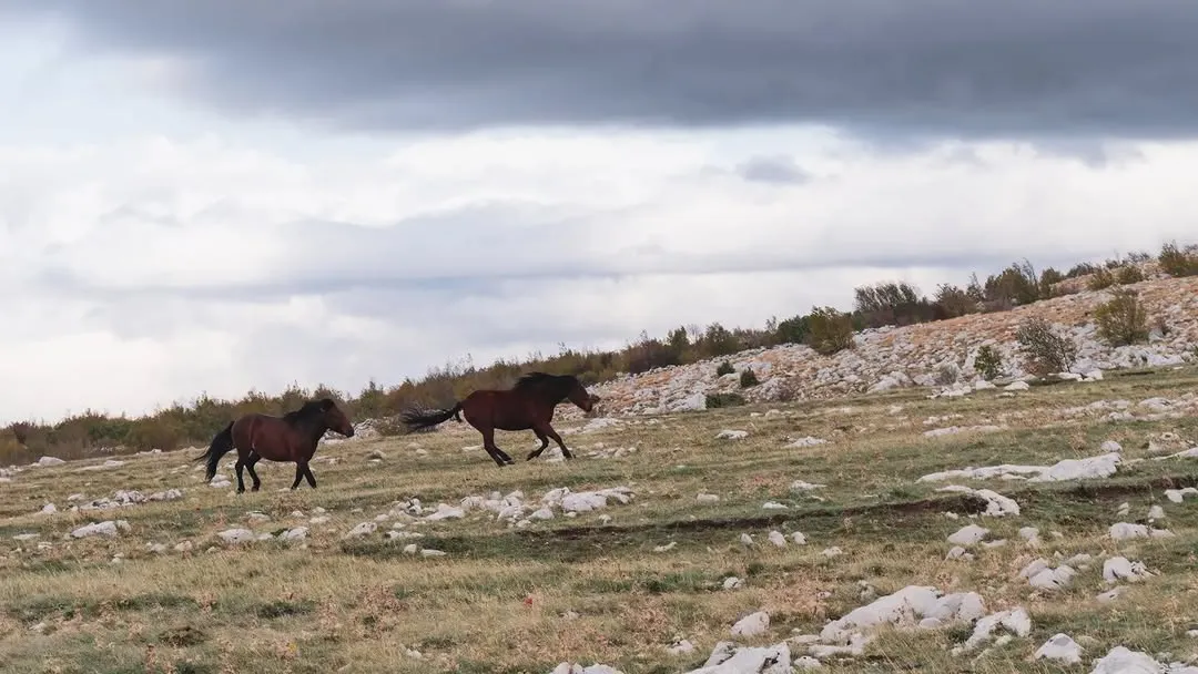 Two horses running across a rocky meadow on Velež